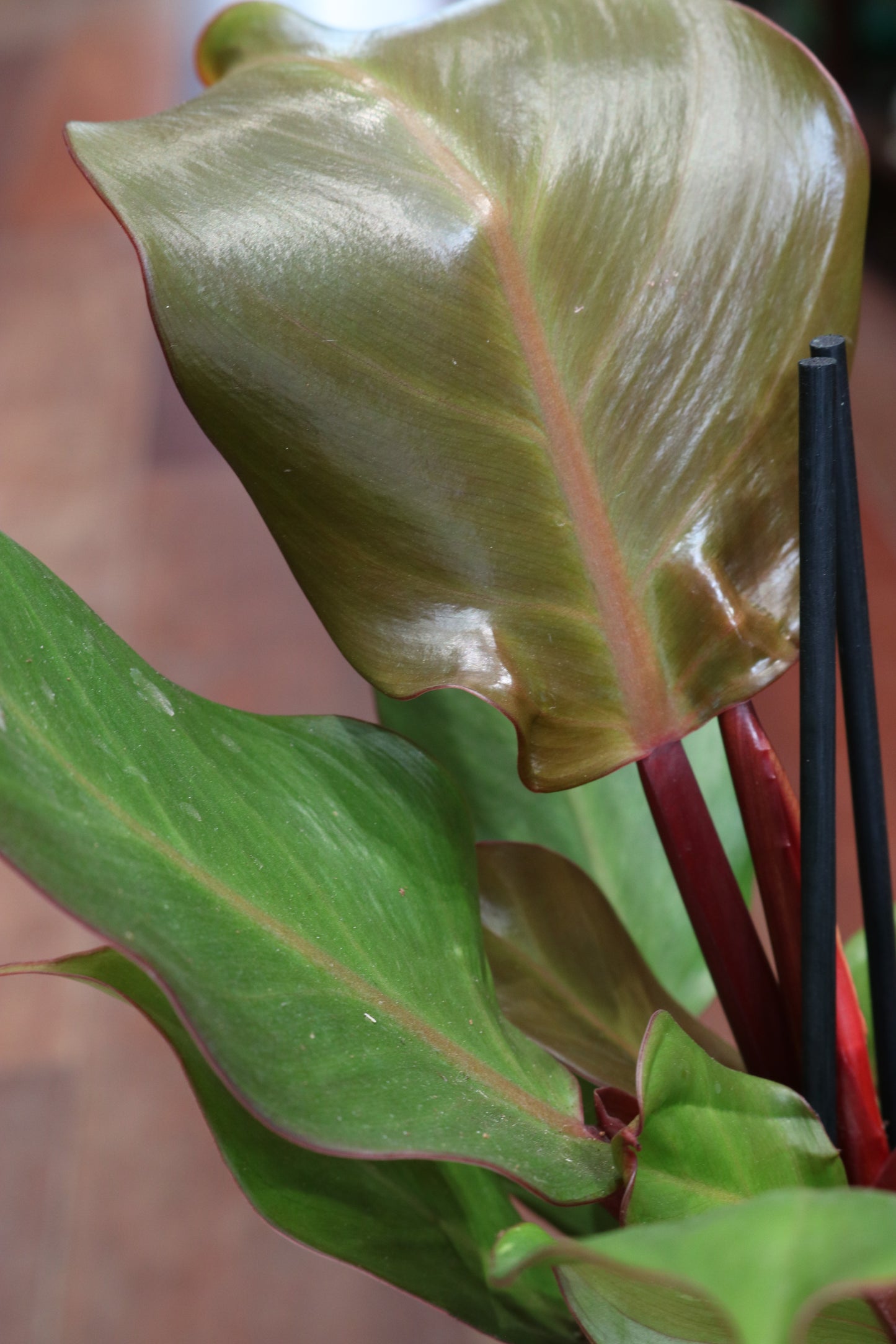 Philodendron Sunlight