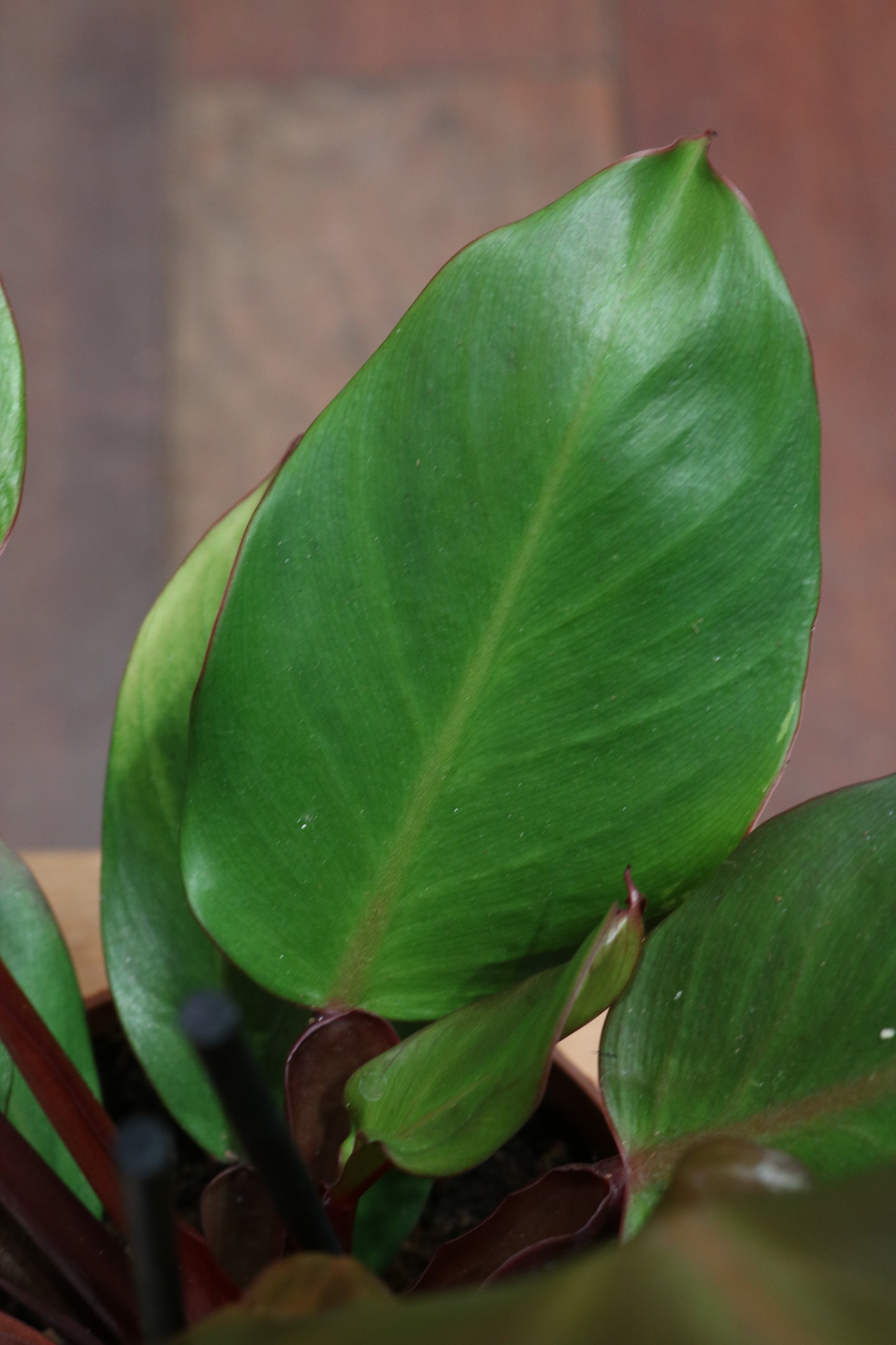 Philodendron Sunlight