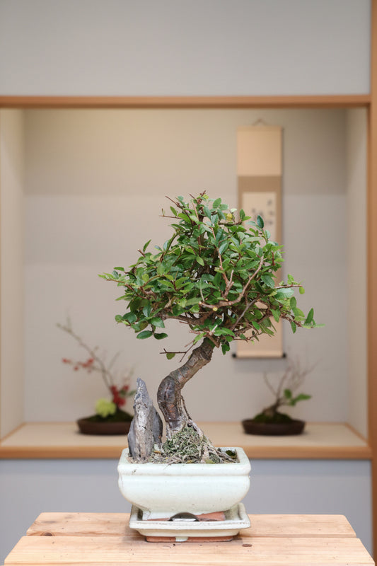 Chinese Elm Bonsai with rock (mini)