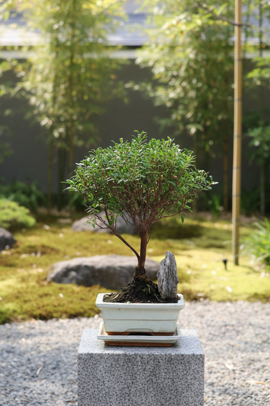 Illex Bonsai with rock