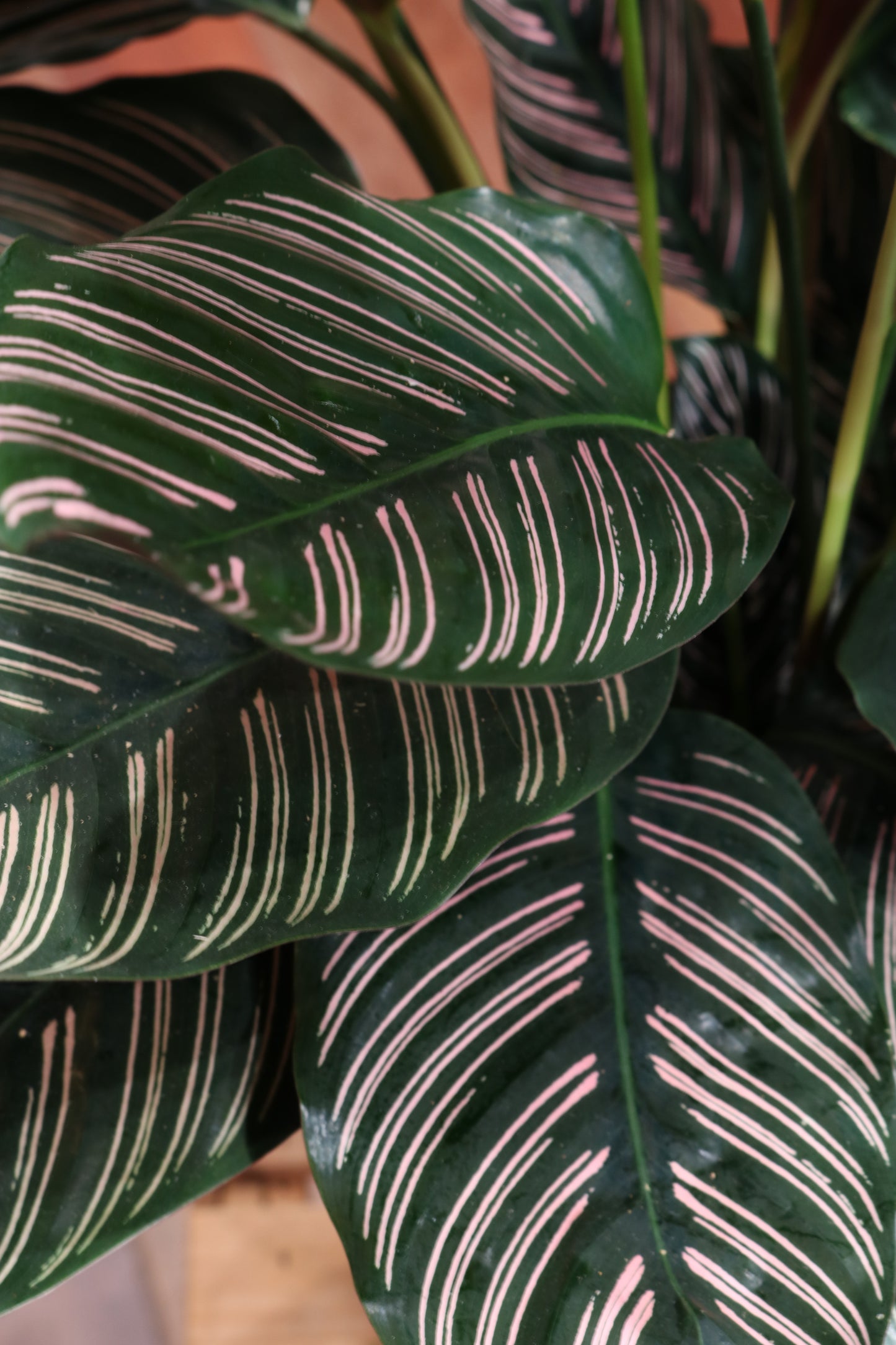 Calathea Sanderiana (large)