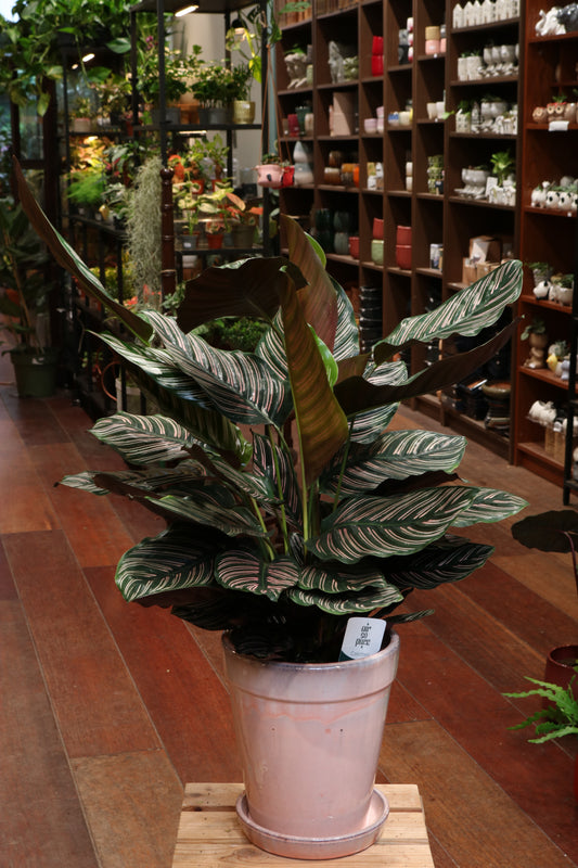 Calathea Sanderiana (large)