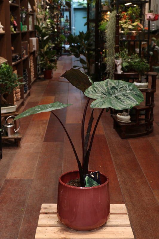 Alocasia Yucatan Princess