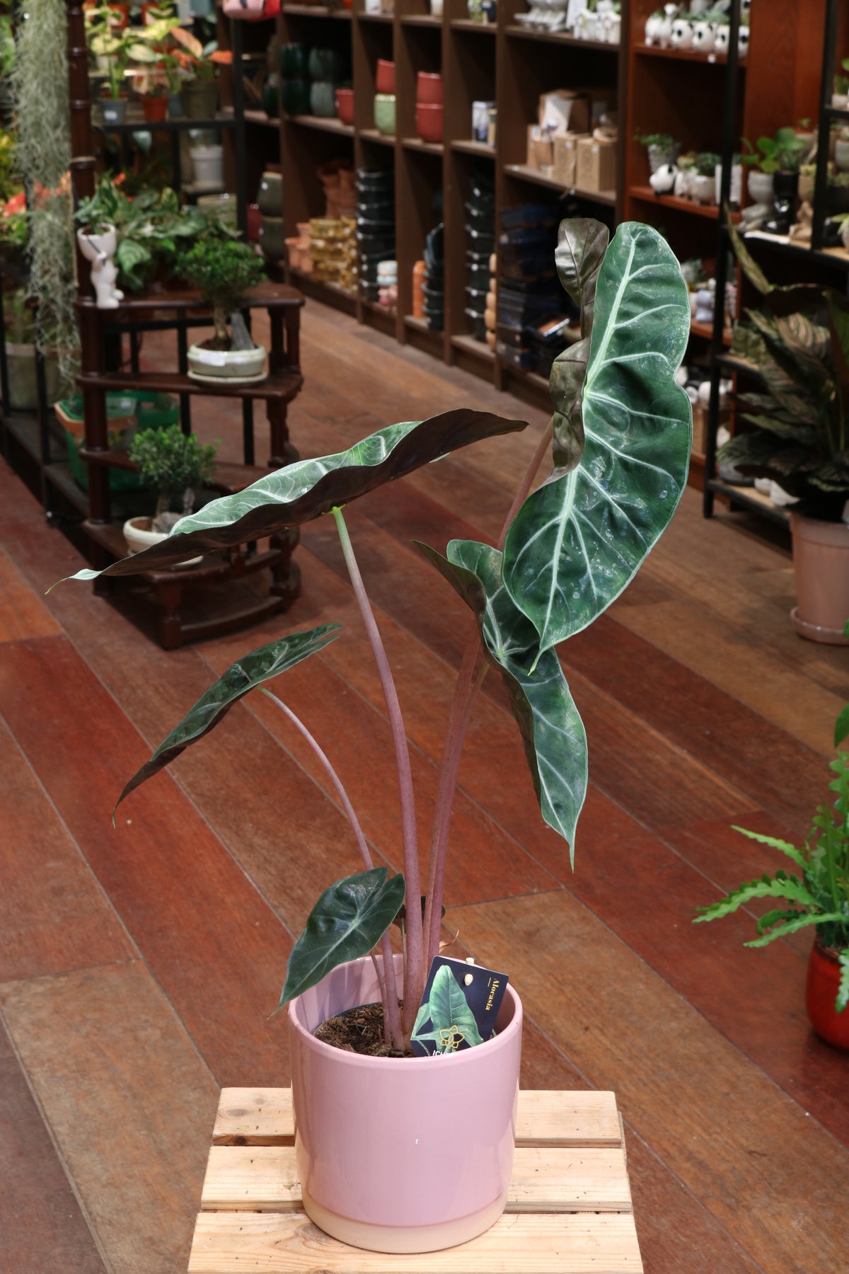 Alocasia Pink Dragon