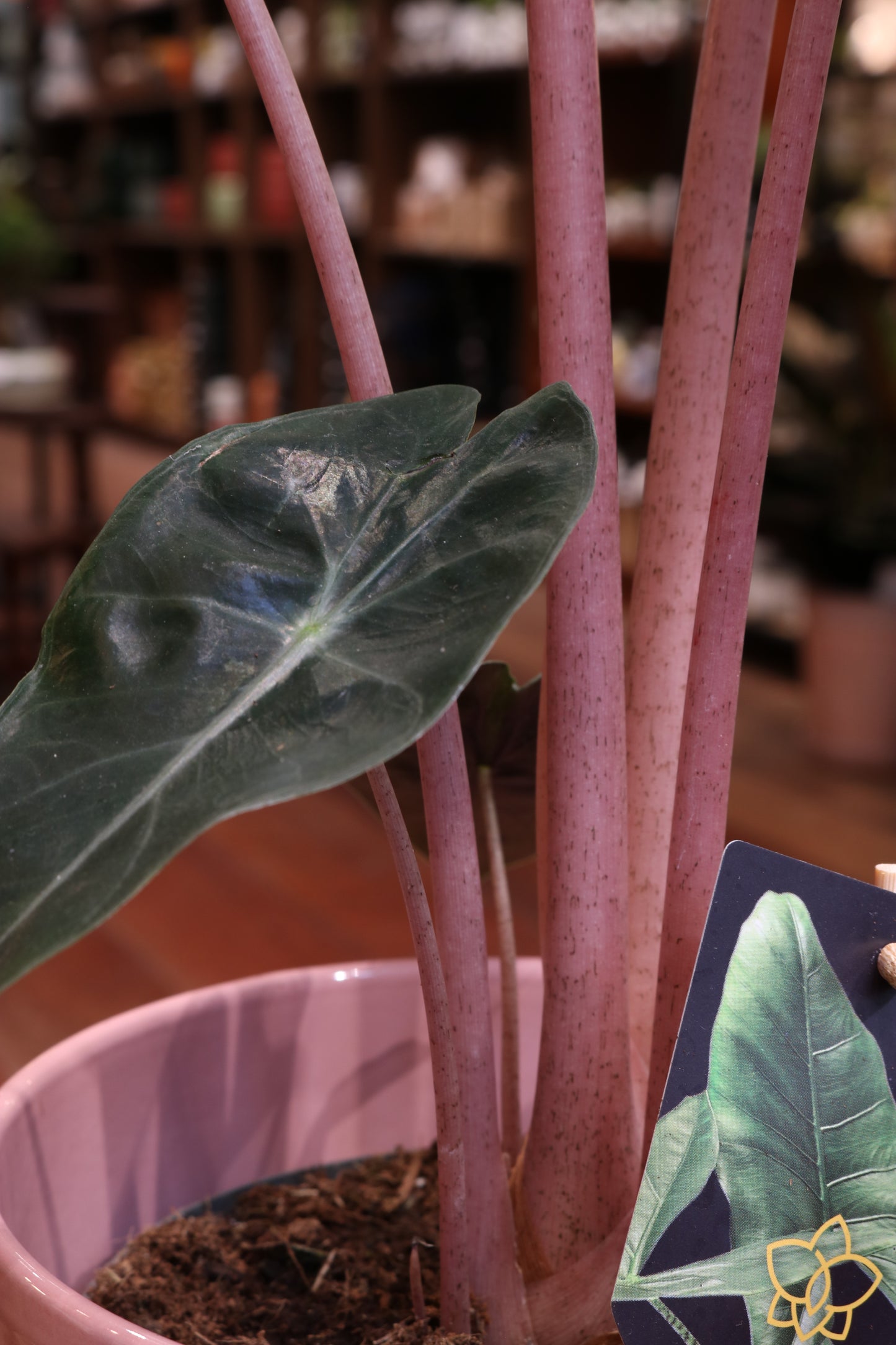 Alocasia Pink Dragon
