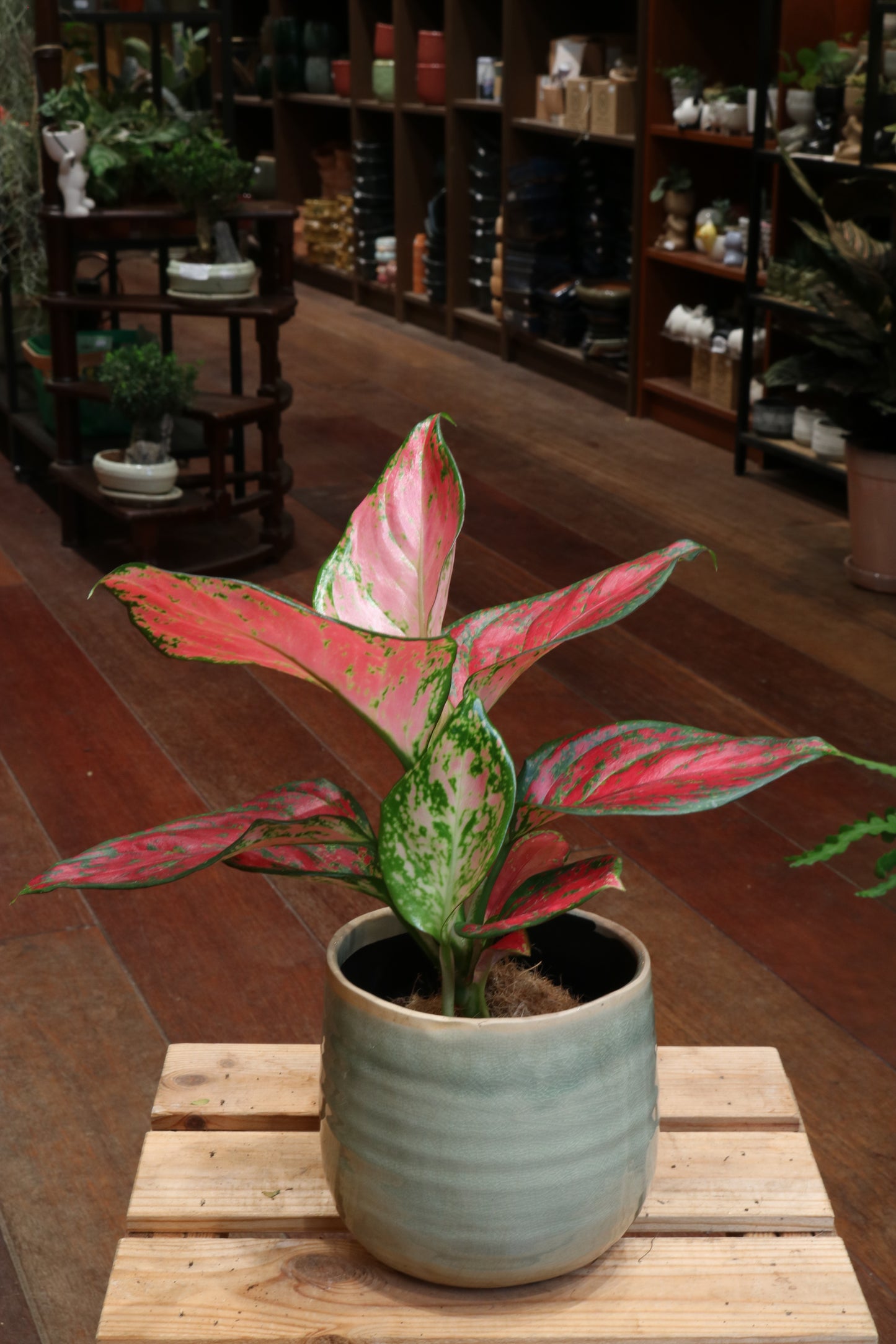 Aglaonema Red Joy (medium)