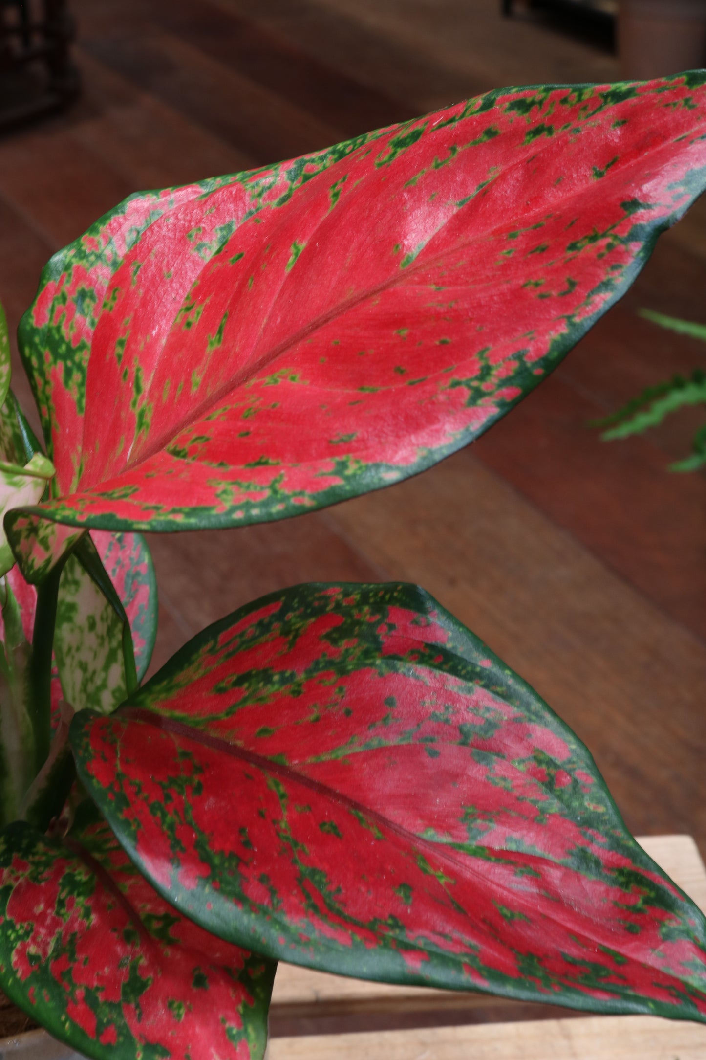 Aglaonema Red Joy (medium)
