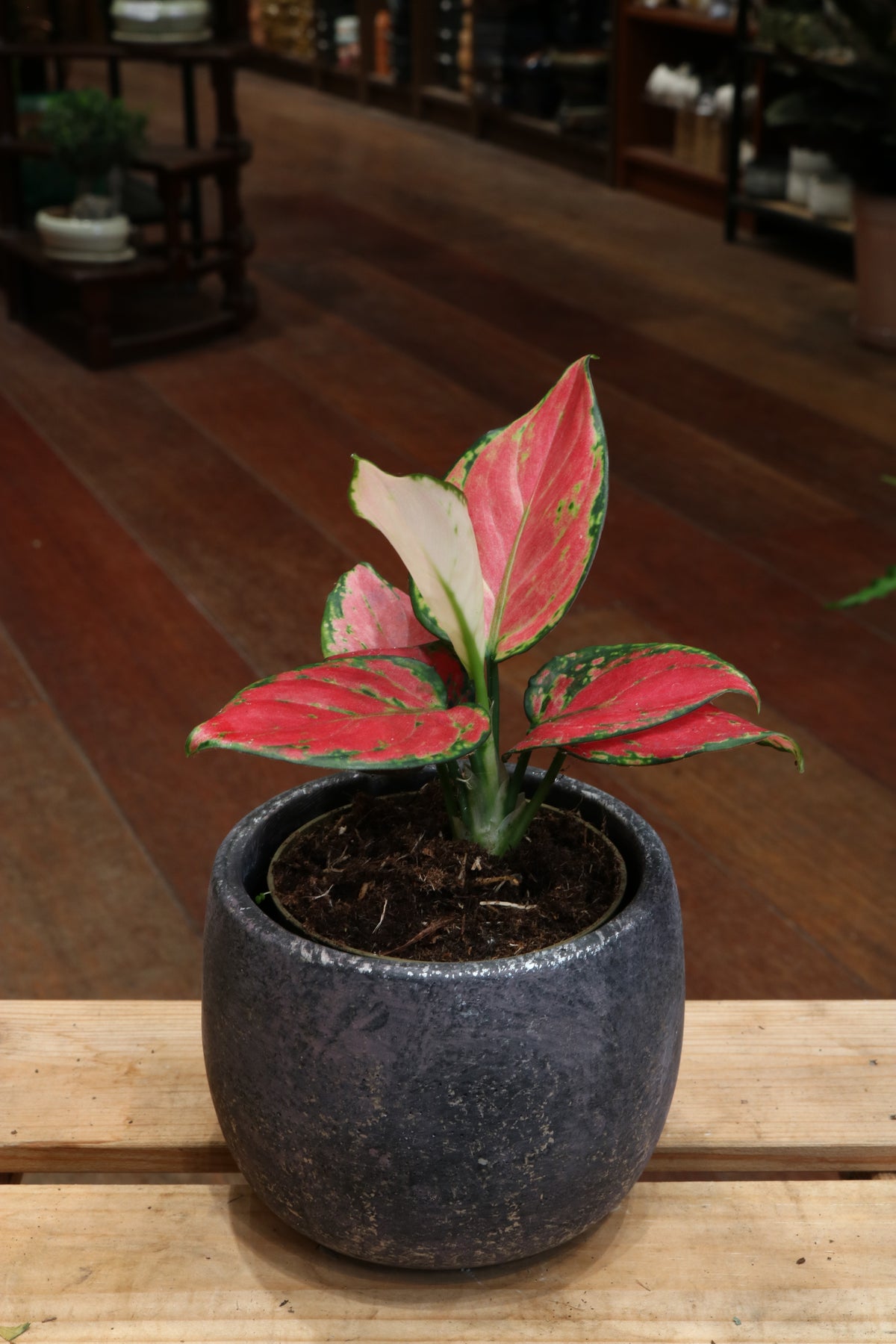 Aglaonema Red Joy (mini)