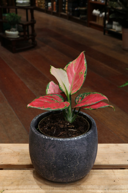 Aglaonema Red Joy (mini)