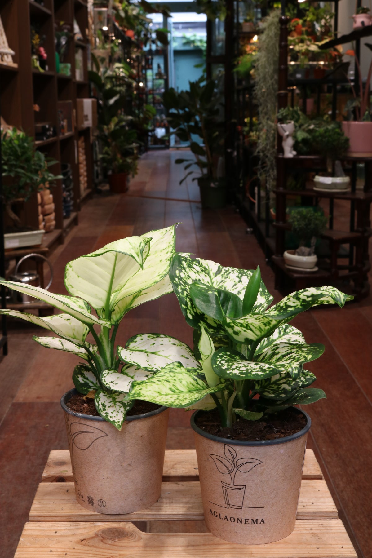 Aglaonema Snow White
