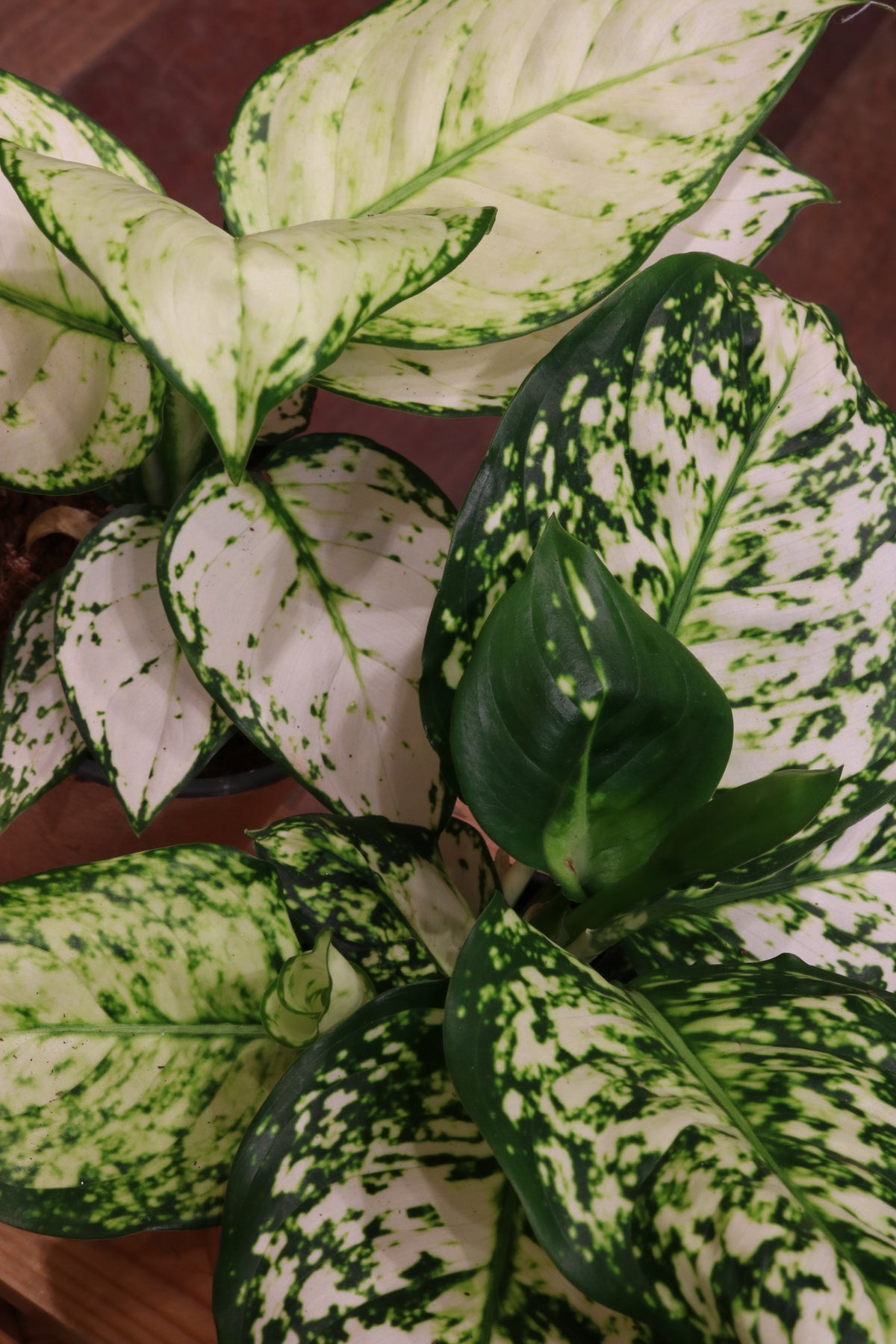 Aglaonema Snow White