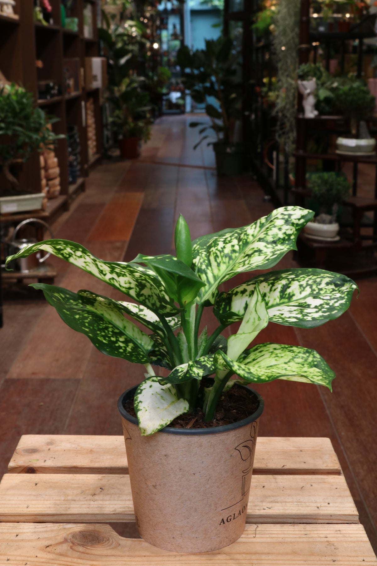 Aglaonema Snow White