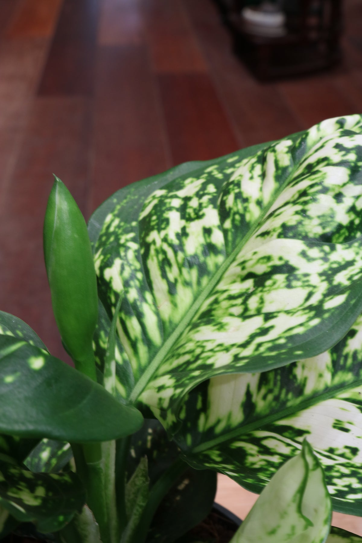 Aglaonema Snow White