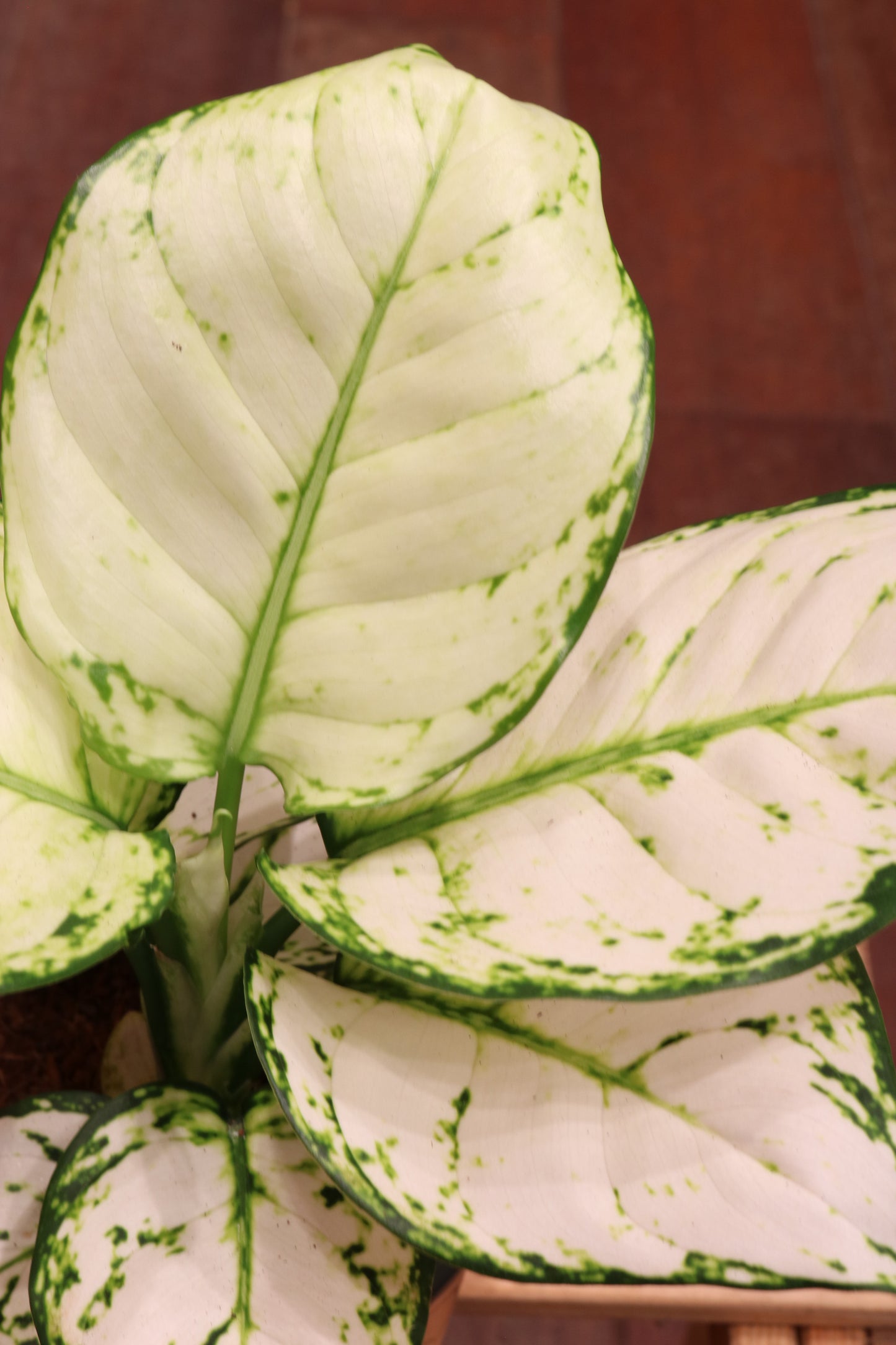 Aglaonema Snow White