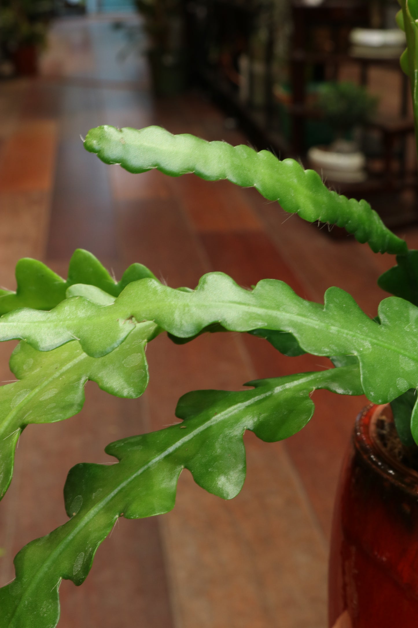 Epiphyllum Anguliger