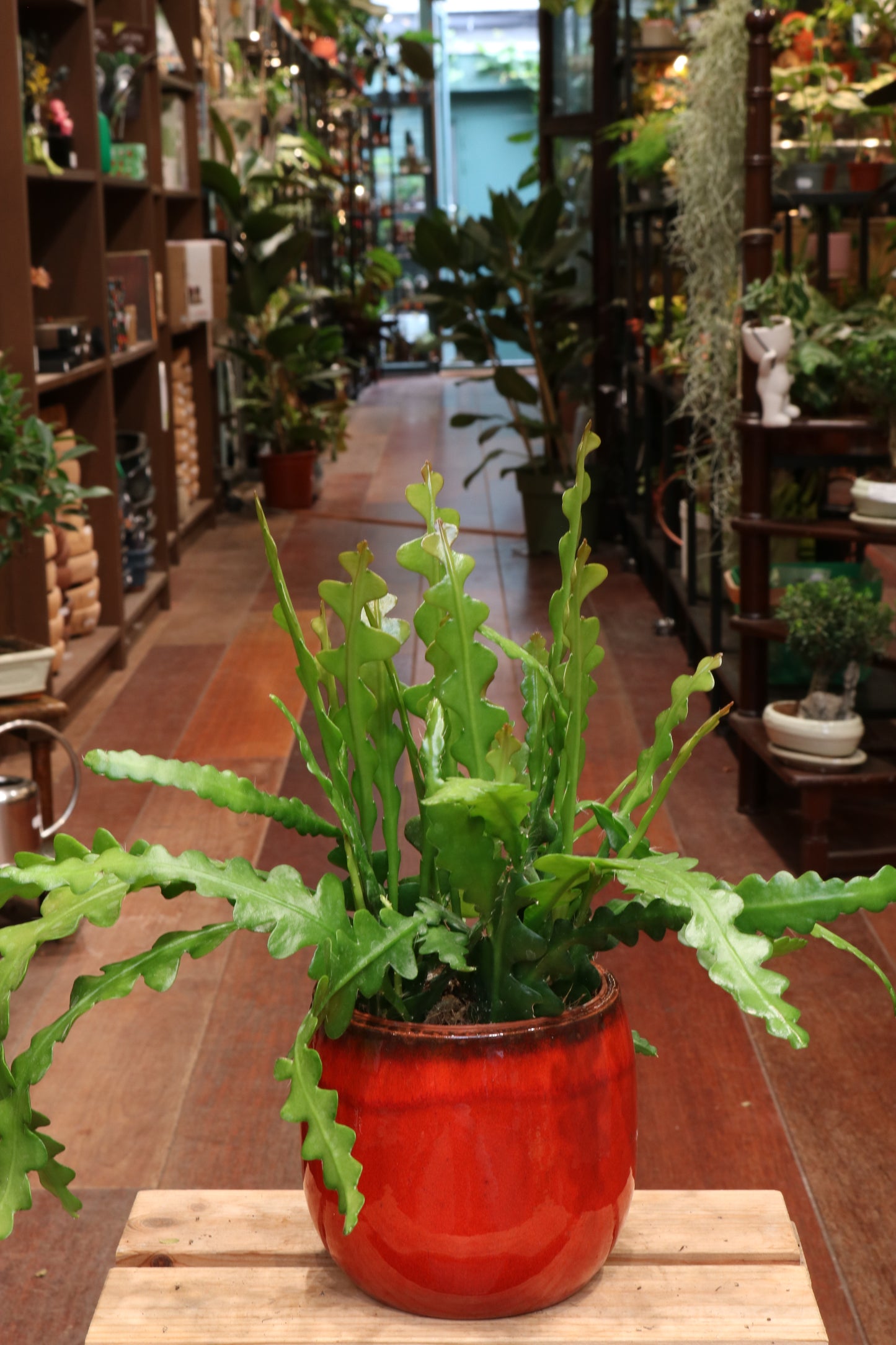 Epiphyllum Anguliger