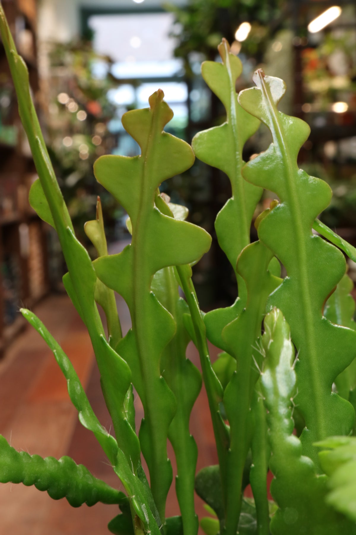 Epiphyllum Anguliger
