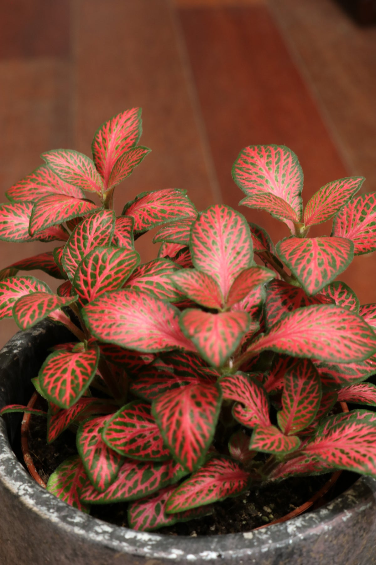 Fittonia