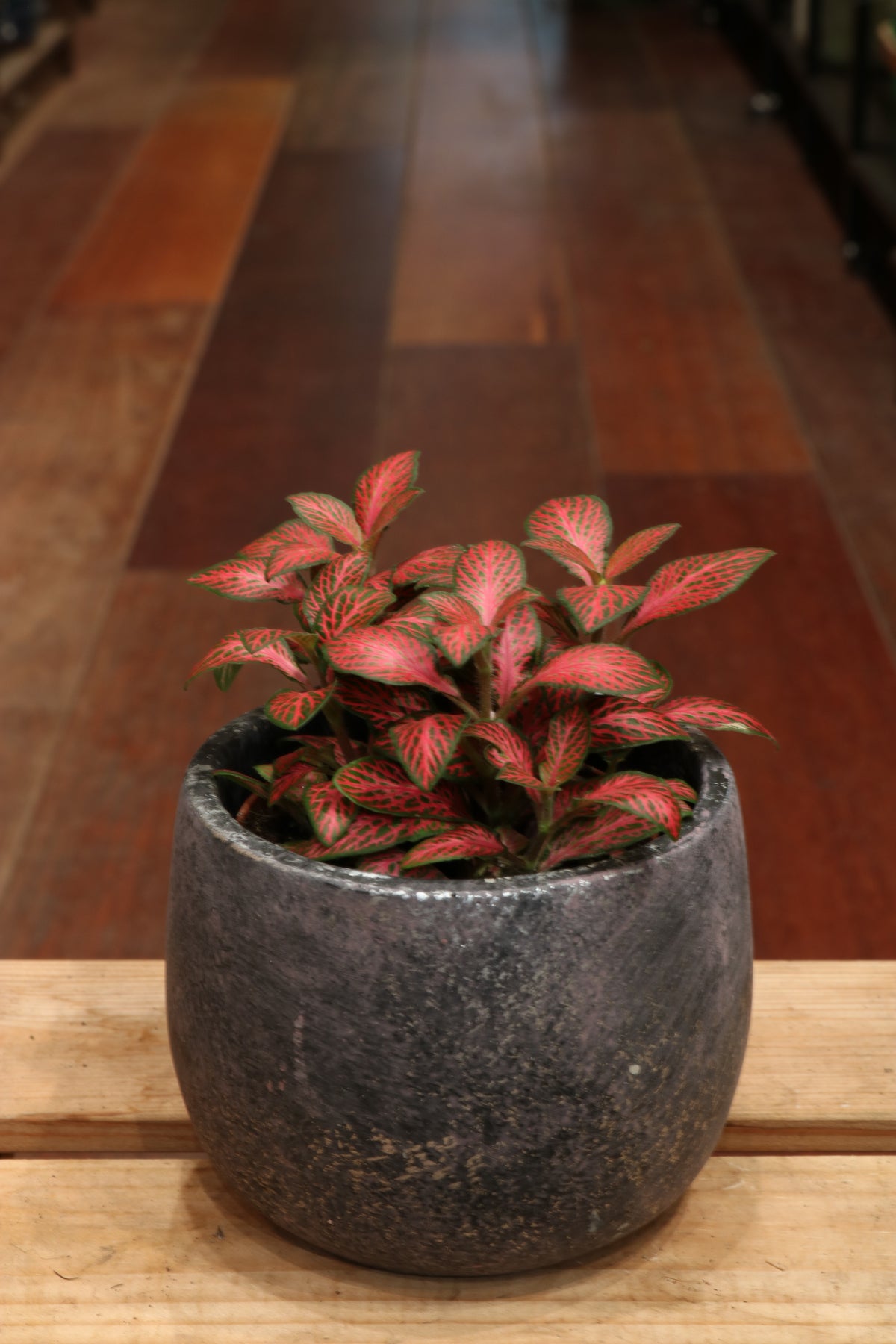 Fittonia