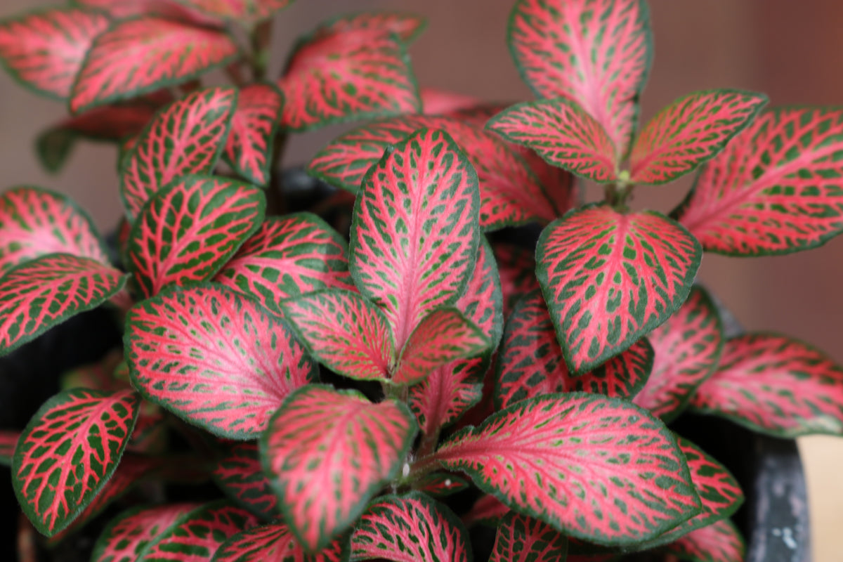 Fittonia