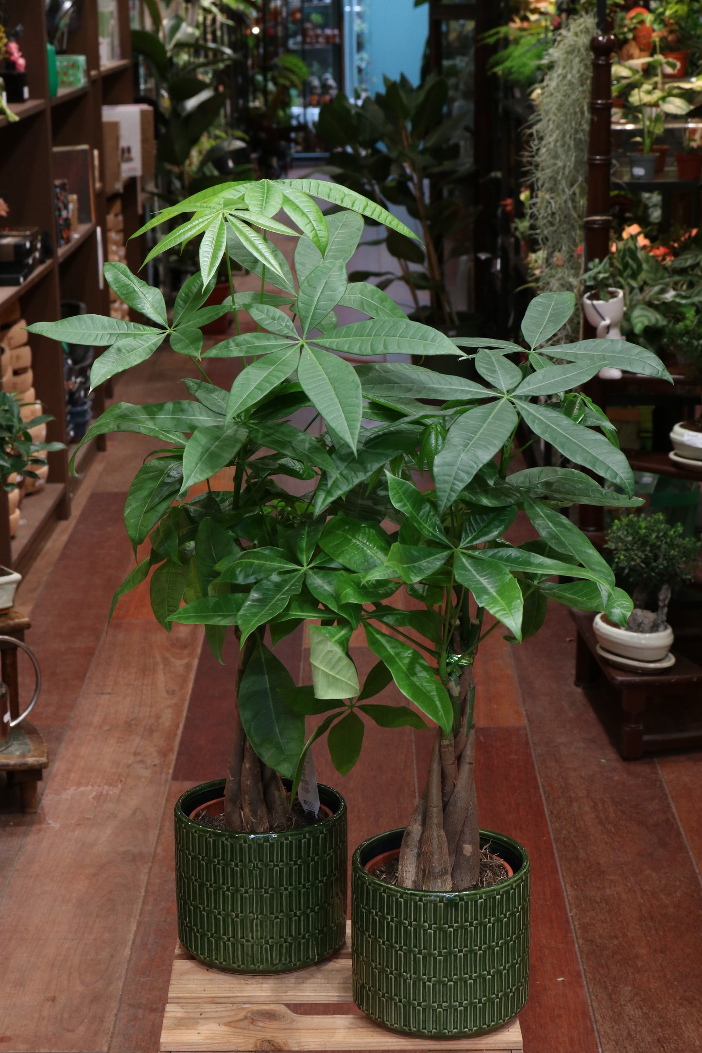 Money Tree (medium)