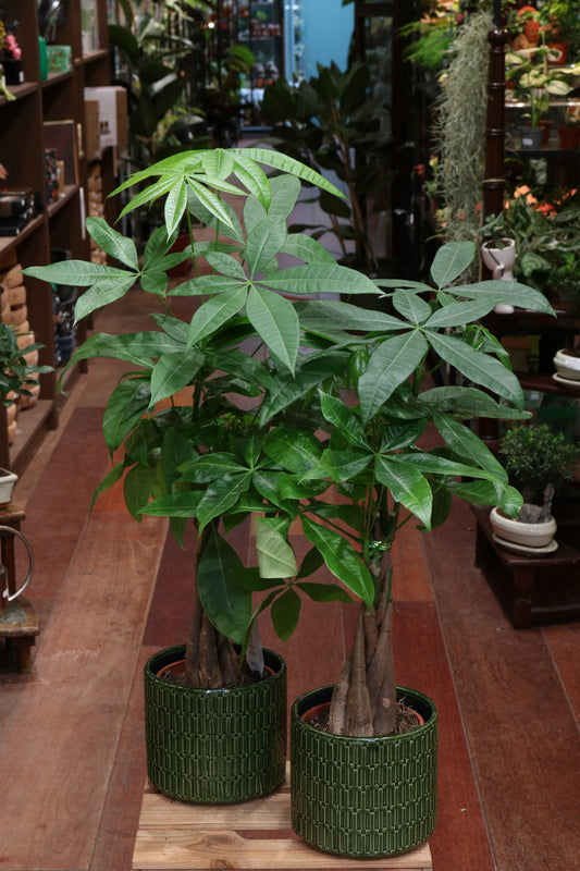 Money Tree (big)