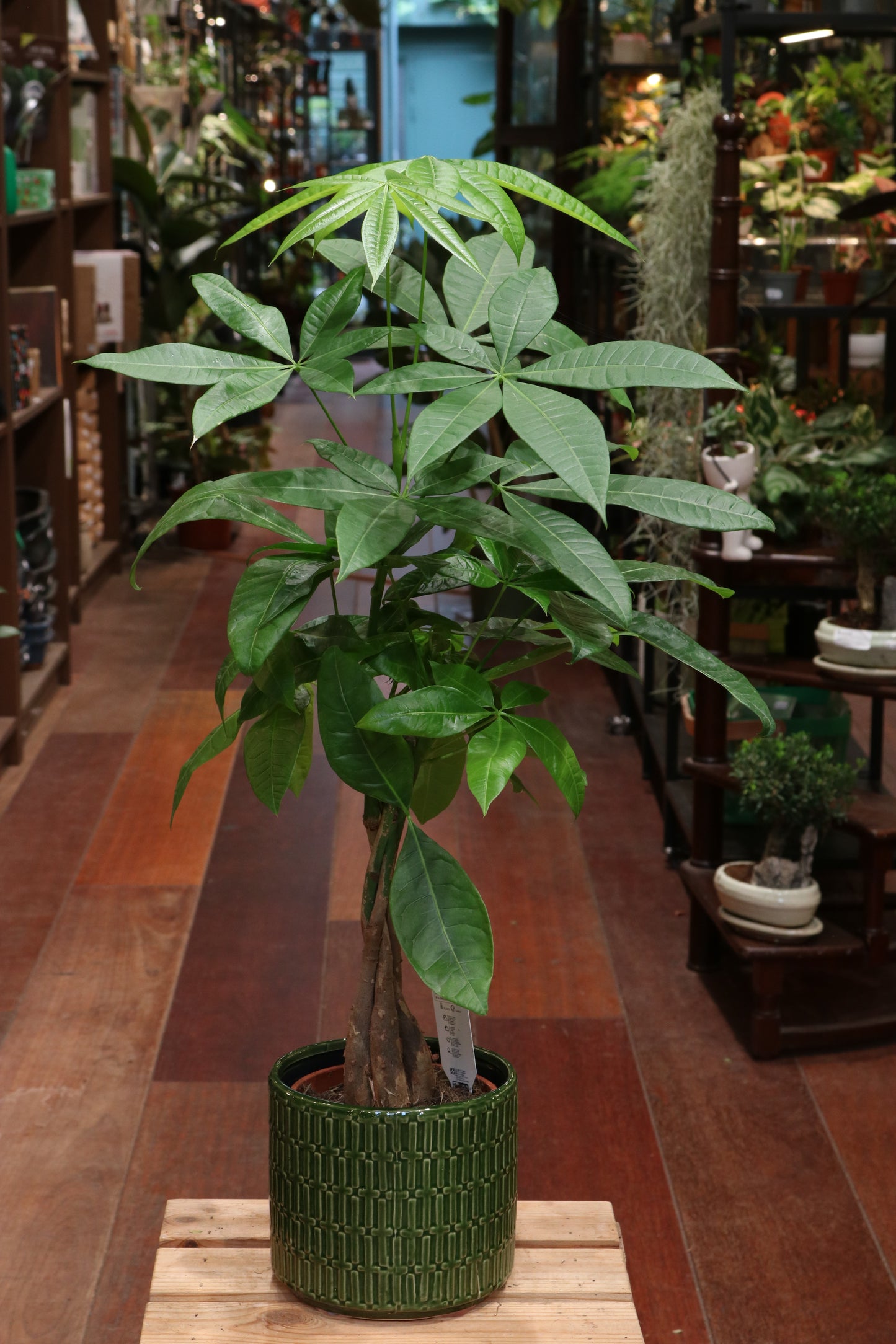 Money Tree (big)