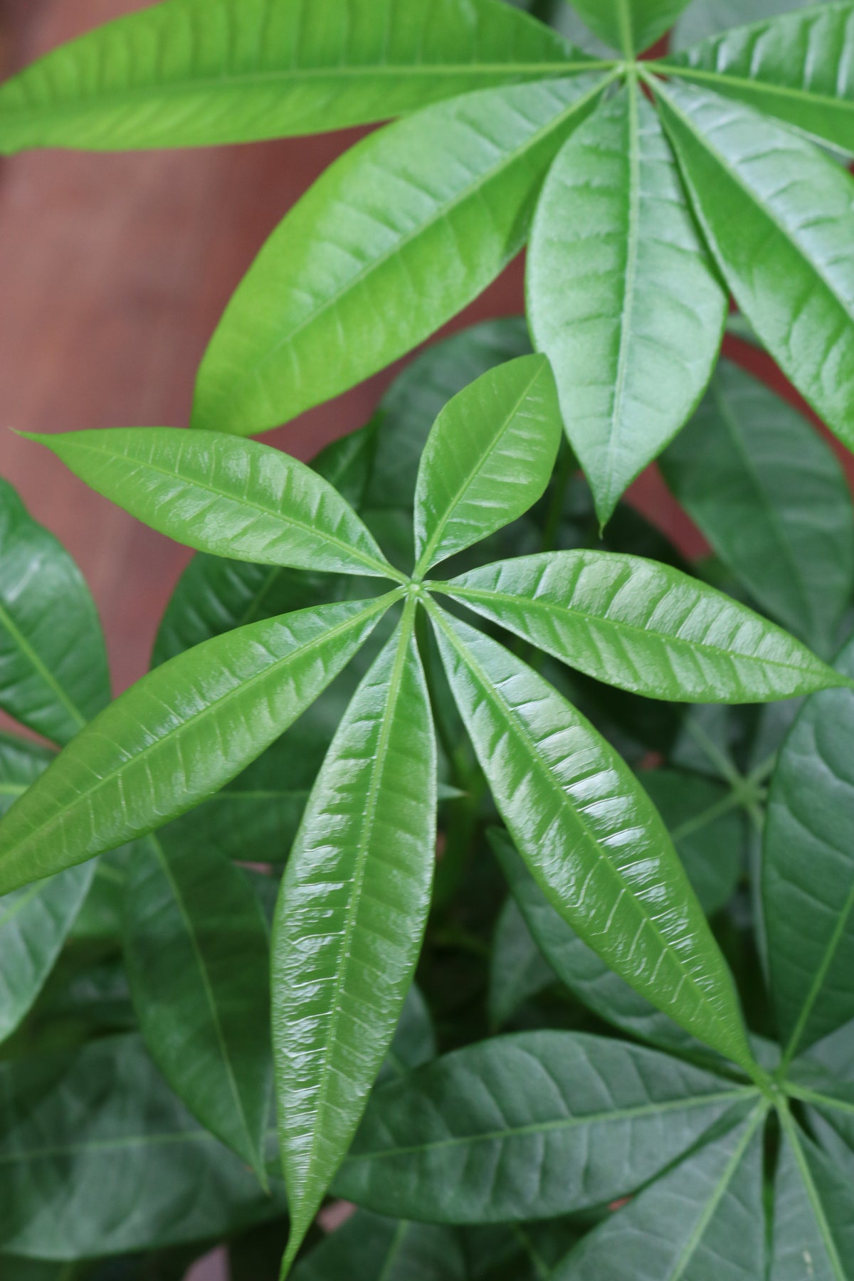 Money Tree (big)