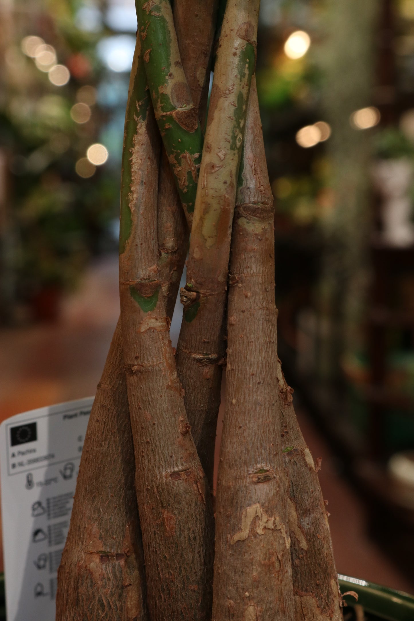 Money Tree (big)