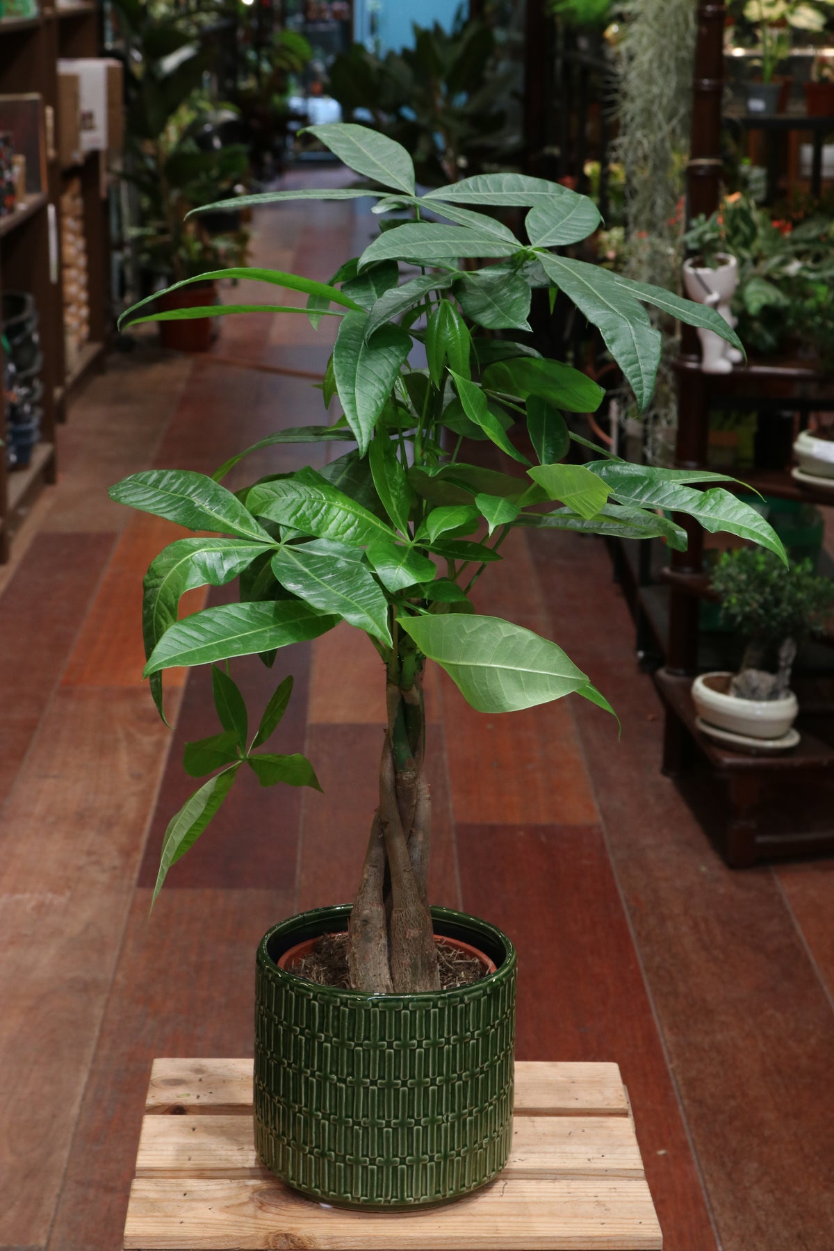 Money Tree (medium)