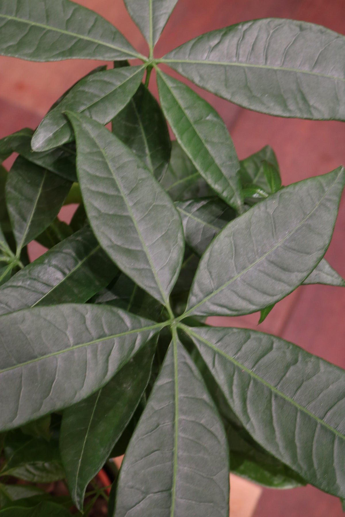Money Tree (medium)