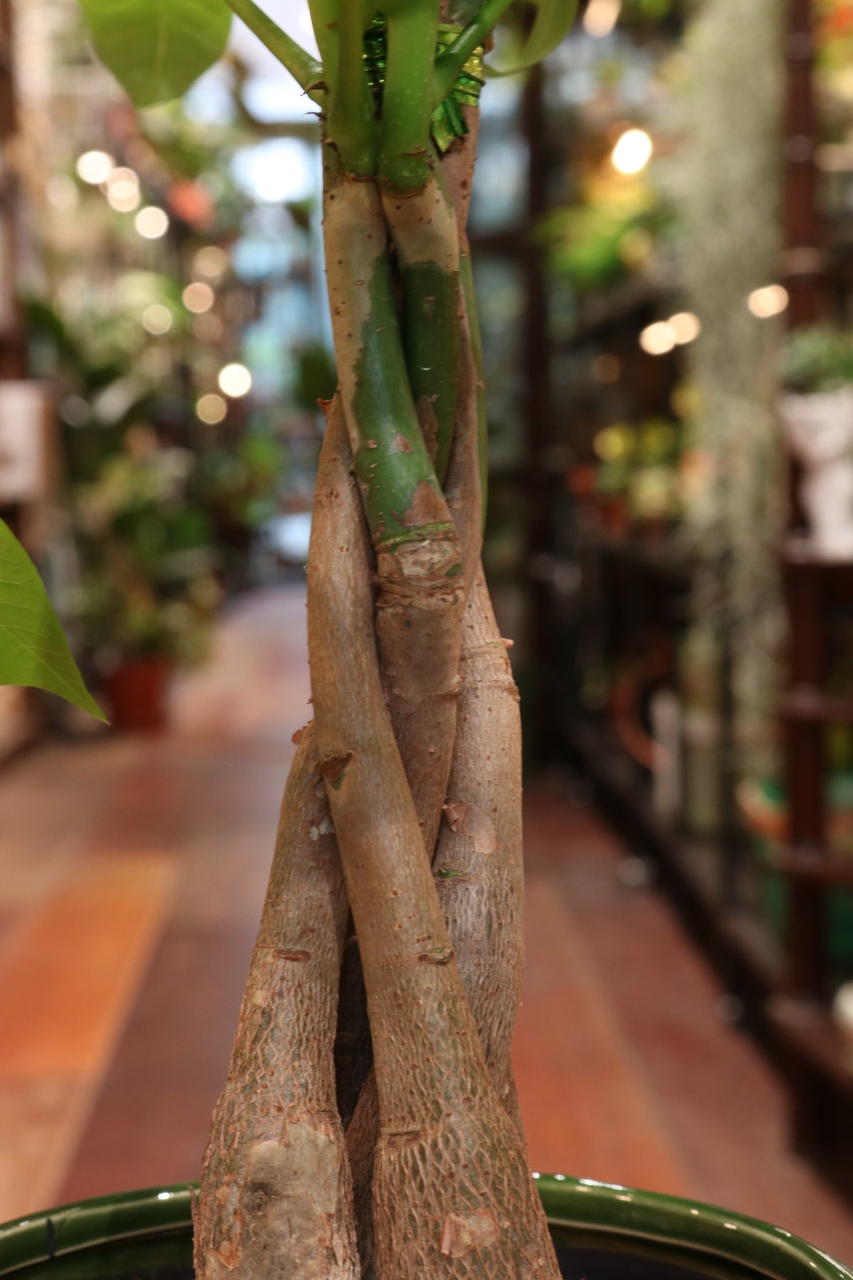 Money Tree (medium)