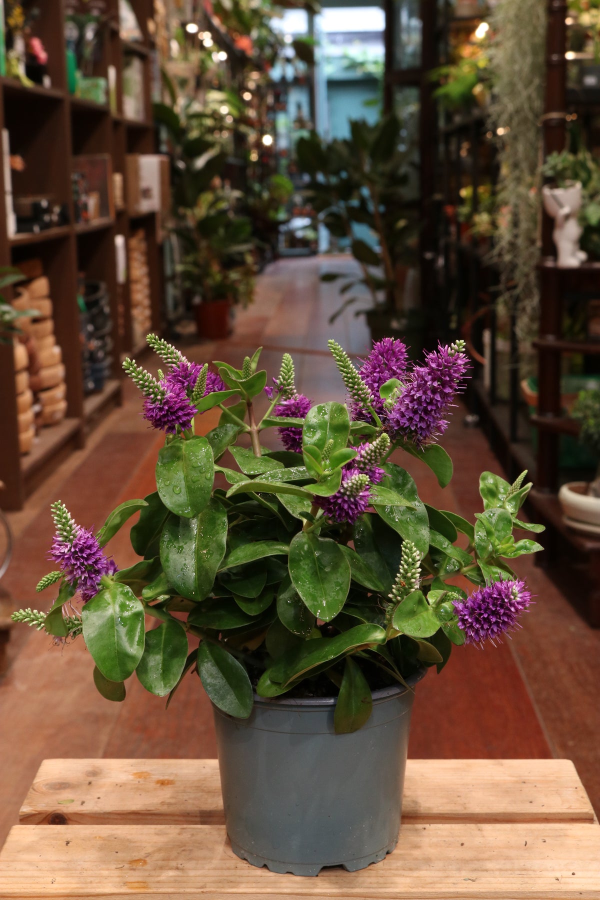 Hebe Hebedonna 'Alexa'