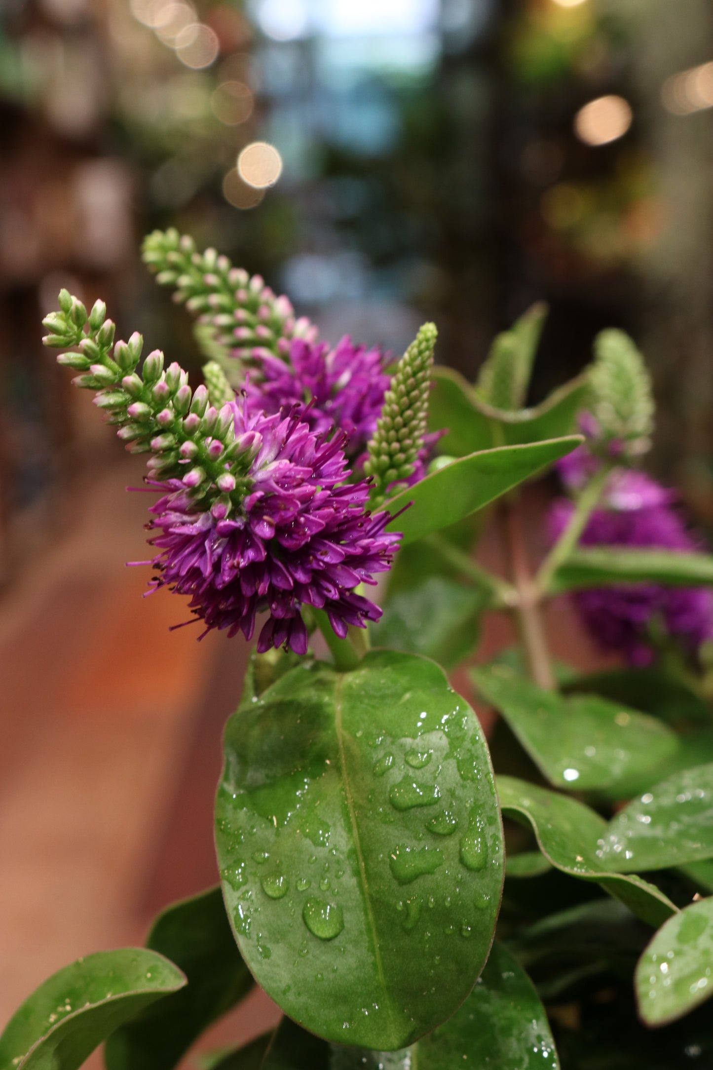 Hebe Hebedonna 'Alexa'