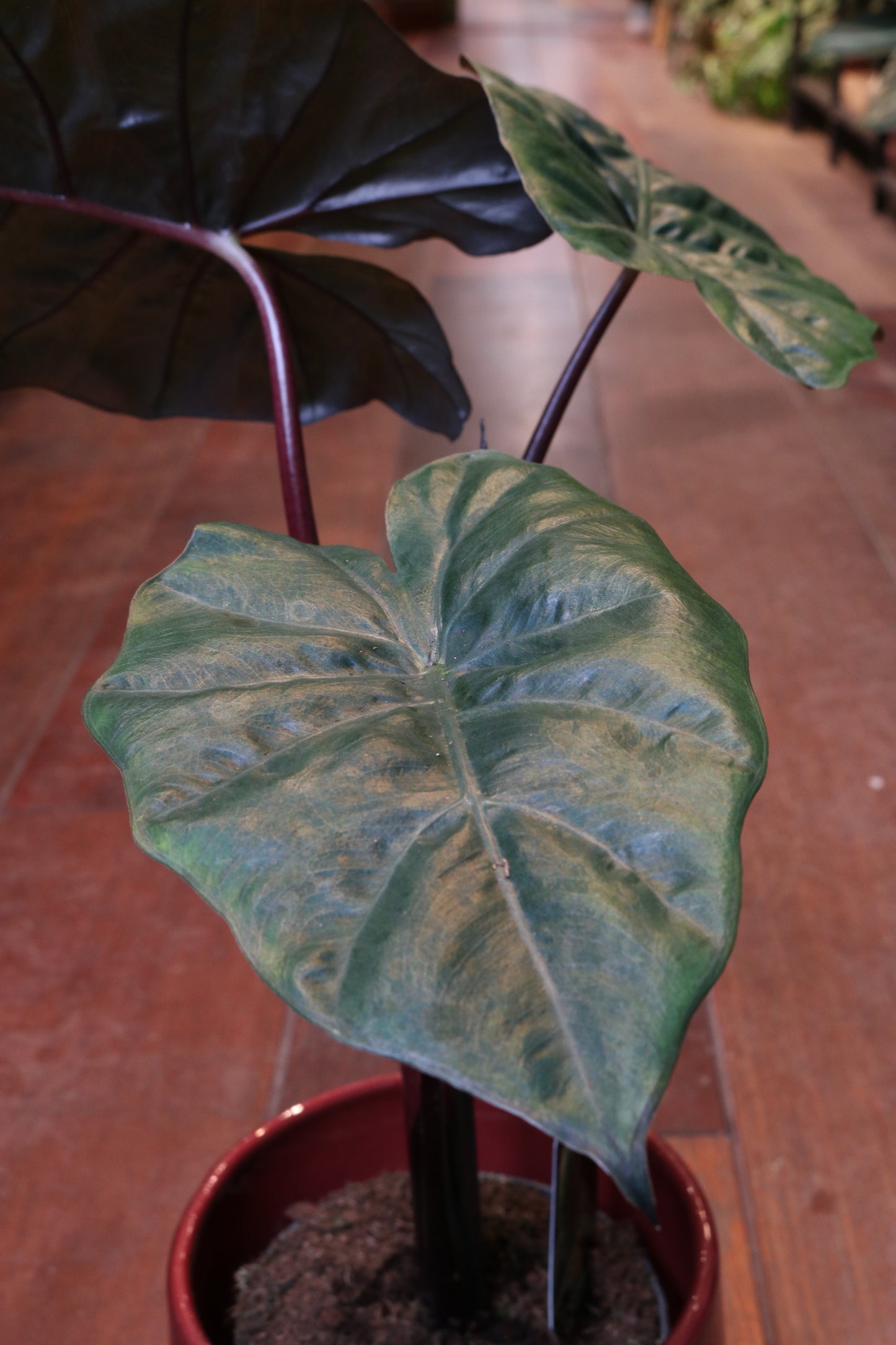 Alocasia Yucatan Princess