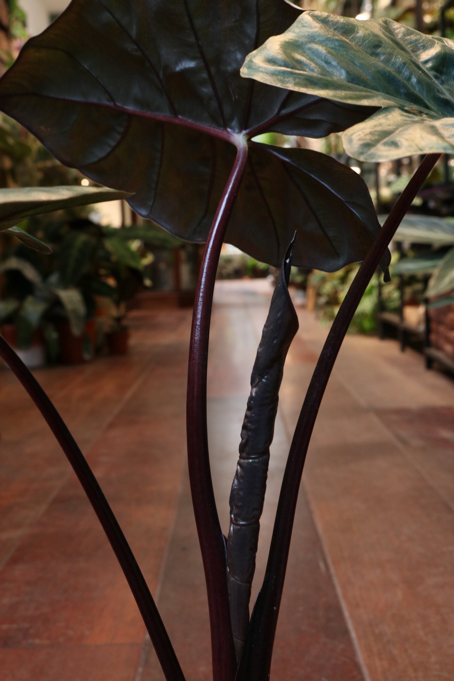 Alocasia Yucatan Princess
