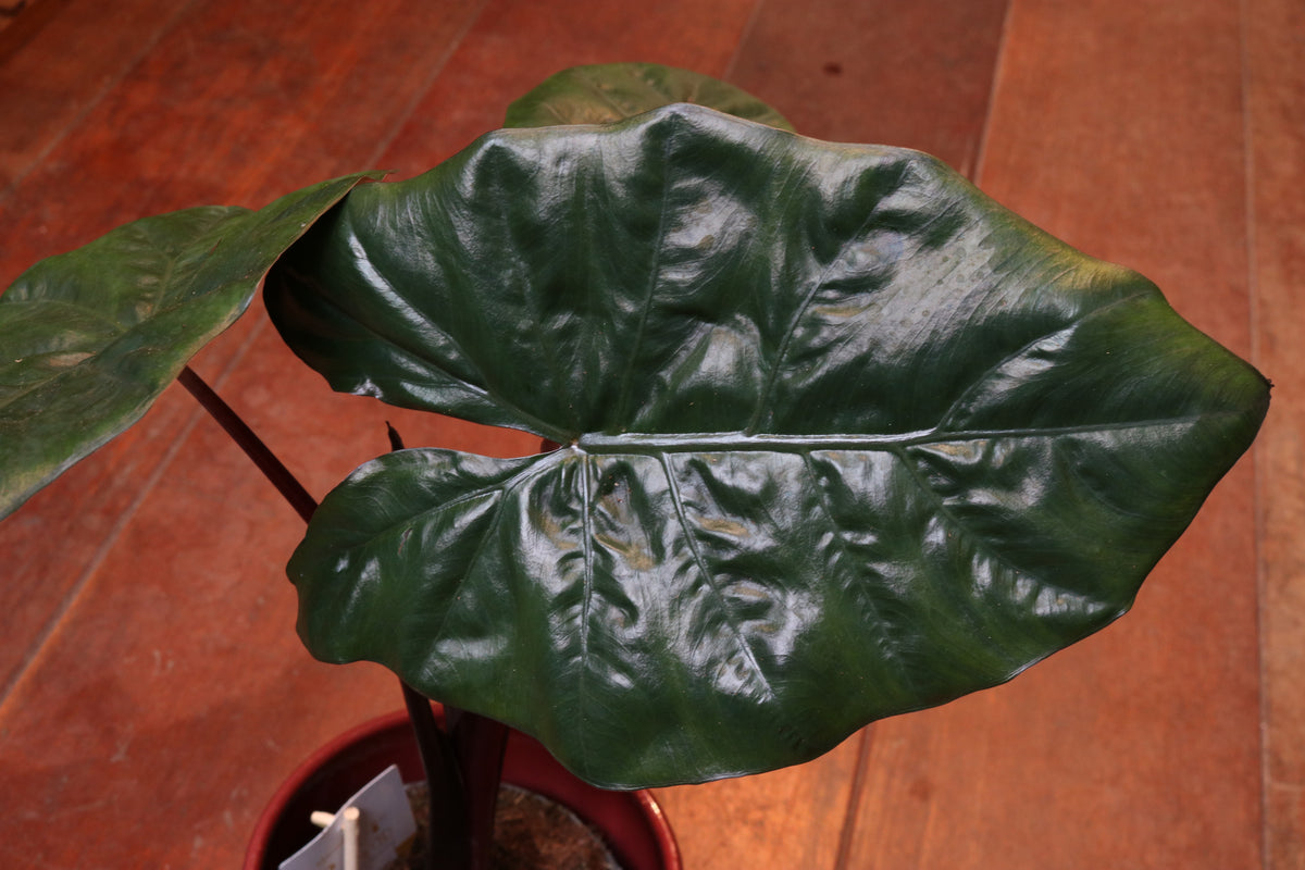 Alocasia Yucatan Princess