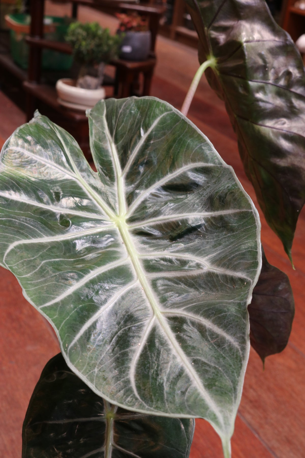 Alocasia Pink Dragon
