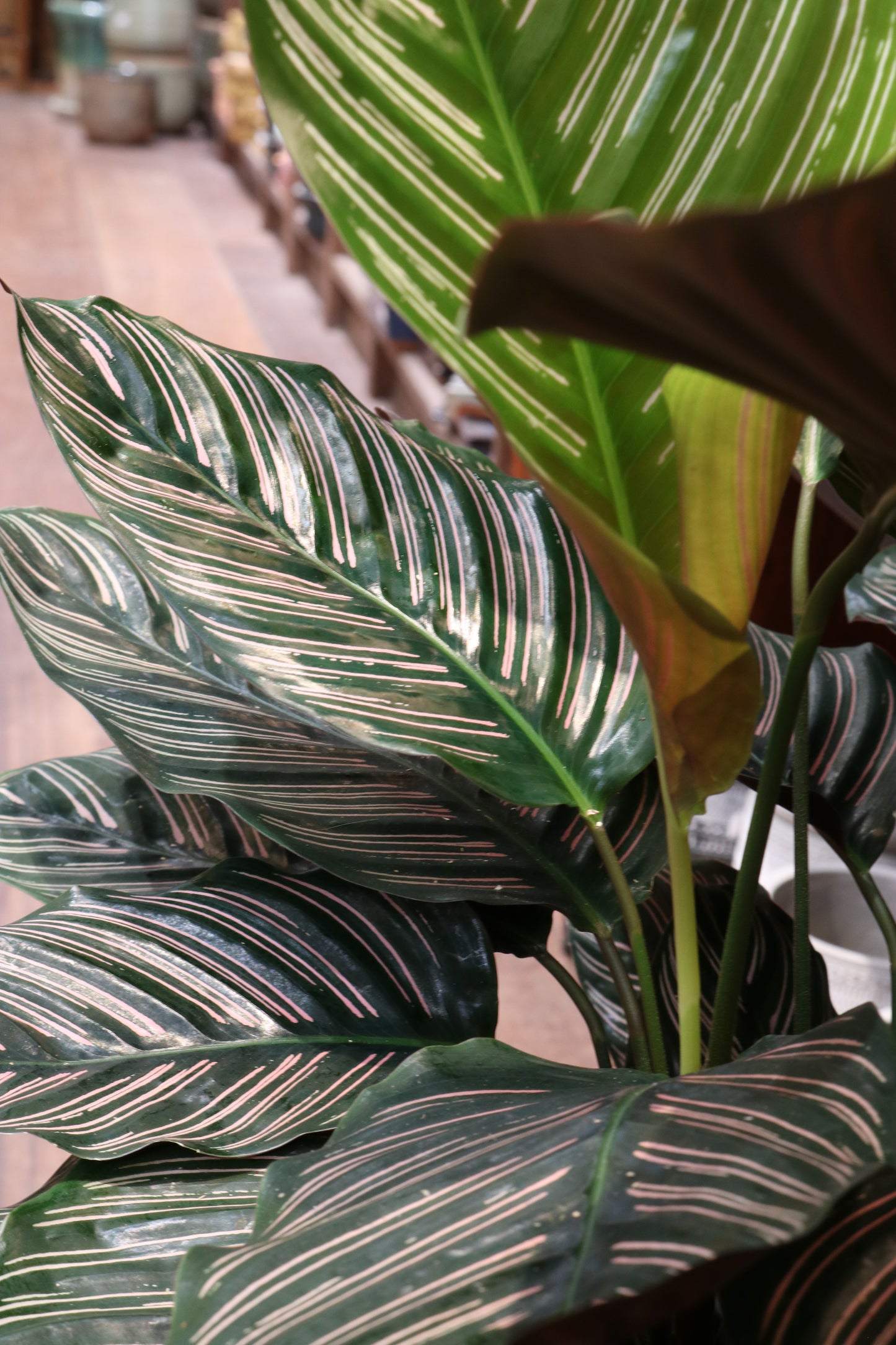 Calathea Sanderiana (large)