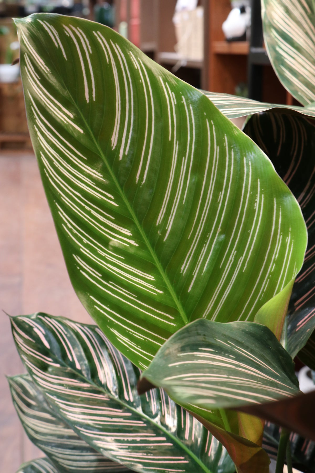 Calathea Sanderiana (large)
