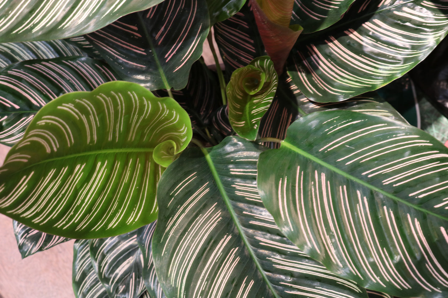 Calathea Sanderiana (large)