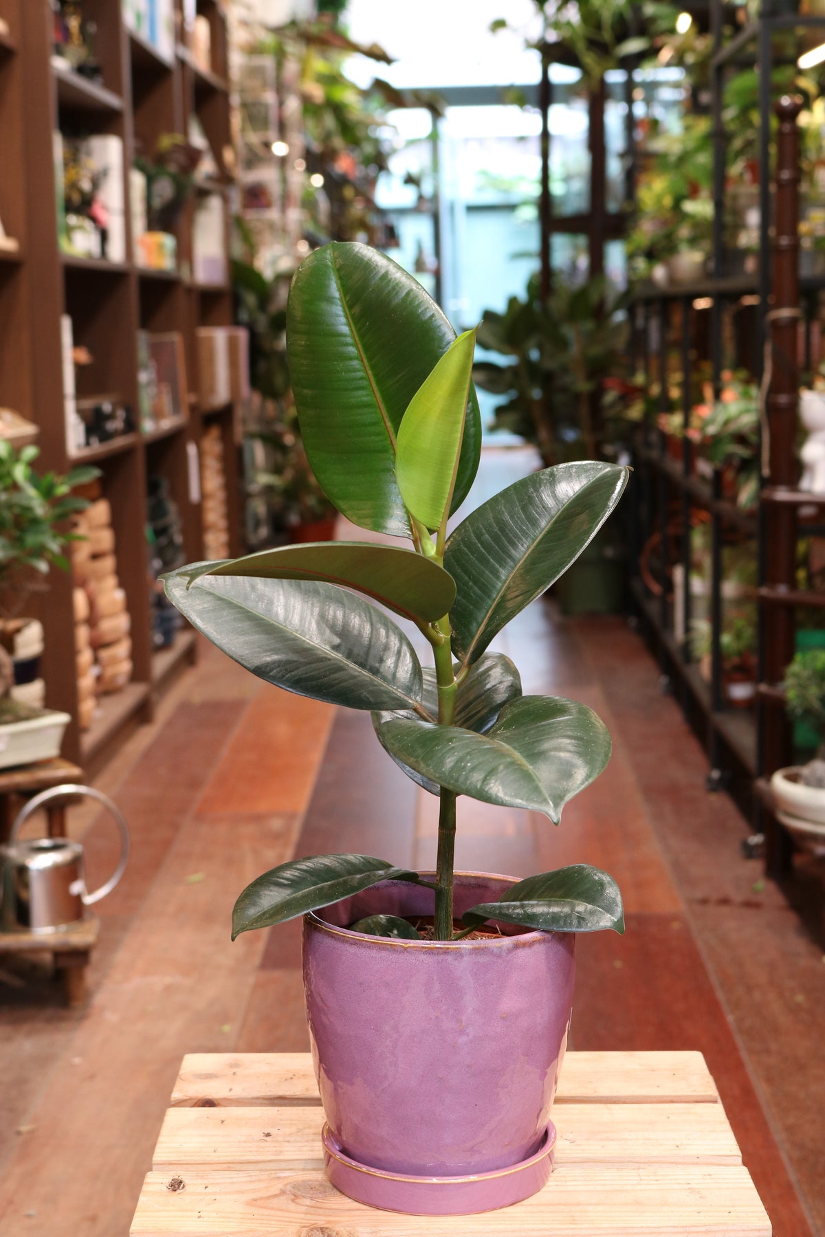 Rubber Fig (Ficus Elastica Robusta)