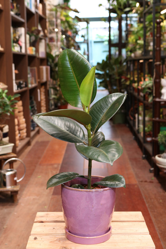 Rubber Fig (Ficus Elastica Robusta)