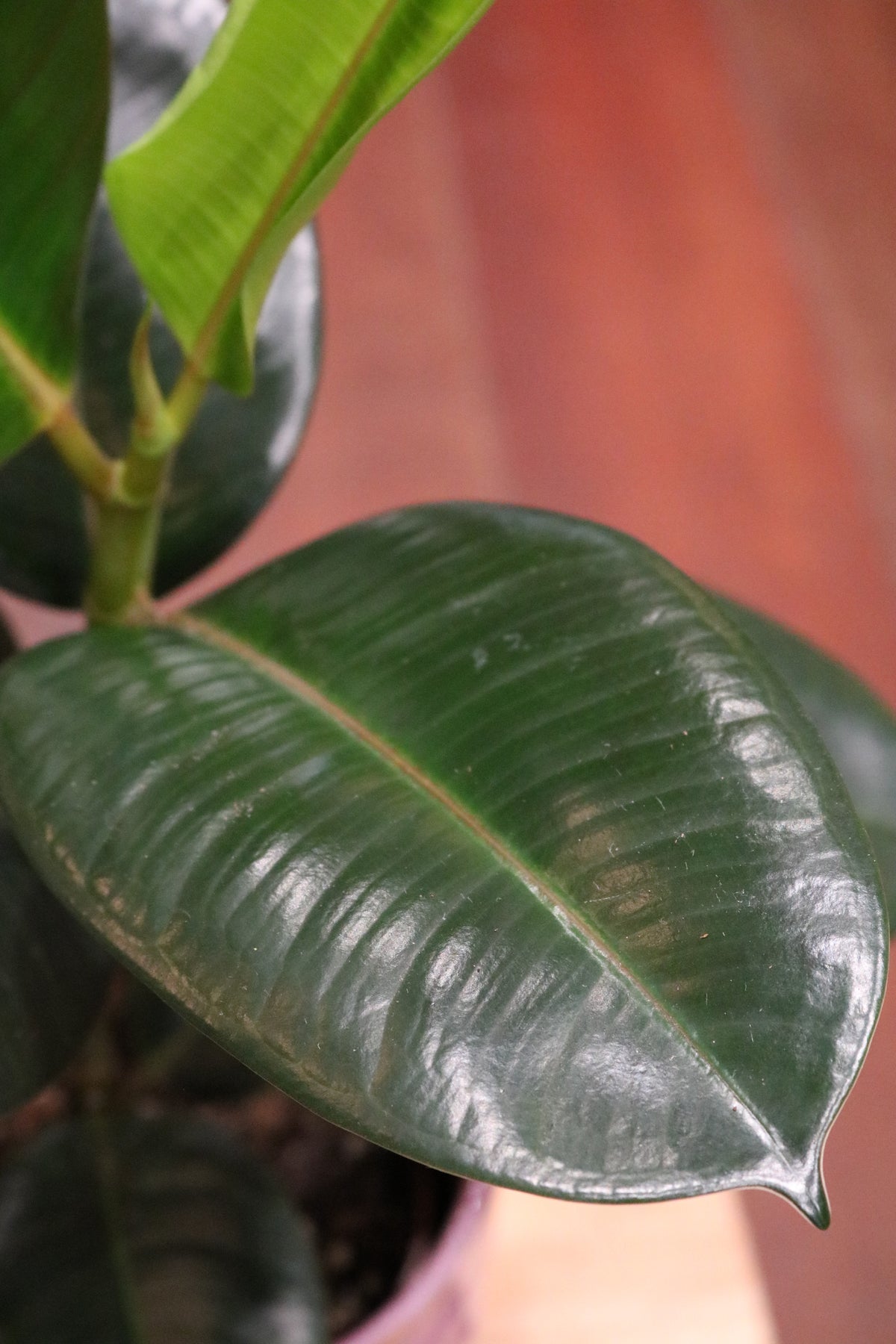 Rubber Fig (Ficus Elastica Robusta)