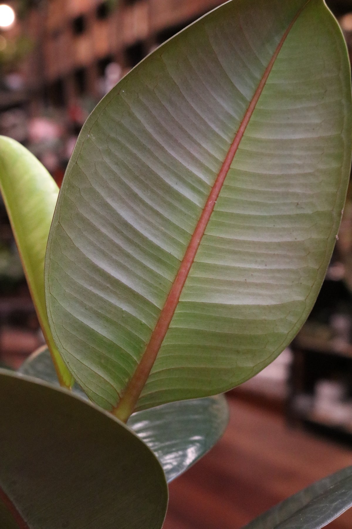 Rubber Fig (Ficus Elastica Robusta)