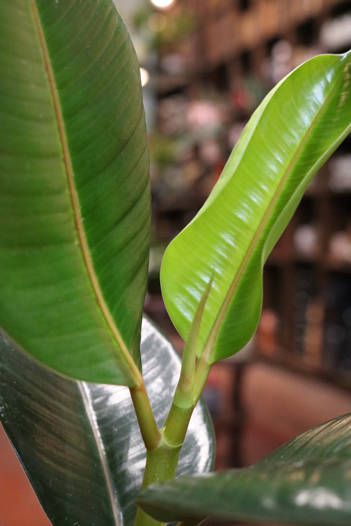 Rubber Fig (Ficus Elastica Robusta)