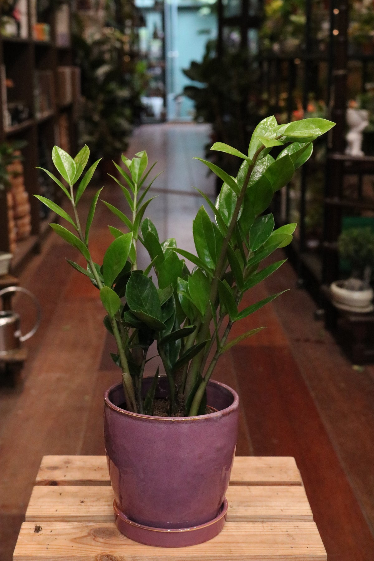 ZZ Plant (Zamioculcas Zamiifolia)