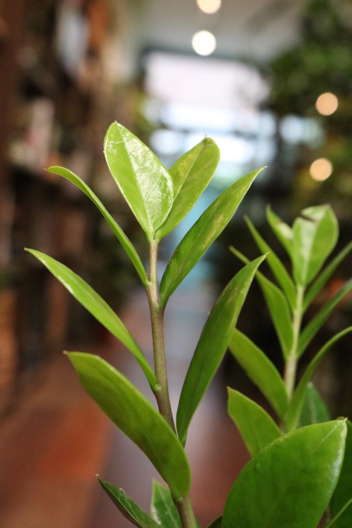 ZZ Plant (Zamioculcas Zamiifolia)