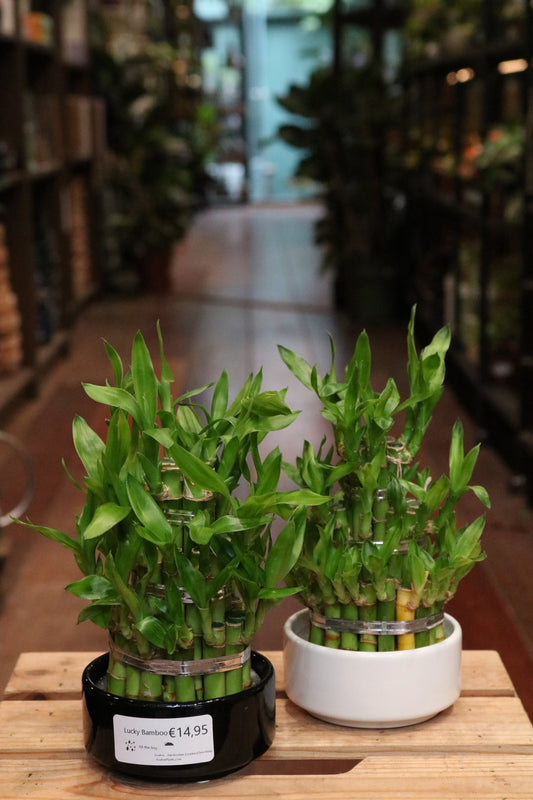 Lucky Bamboo