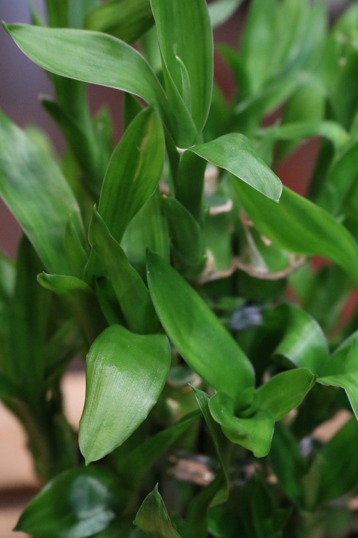 Lucky Bamboo